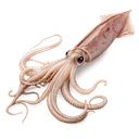 G calamars nettoyés et coupés en anneaux