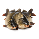 Carpe