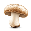 G champignons de Paris