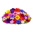 Fleurs comestibles