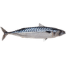 Maquereau fumé 500F