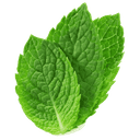 Bouquet de menthe fraîche