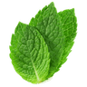 Feuilles de menthe fraîche 🌿