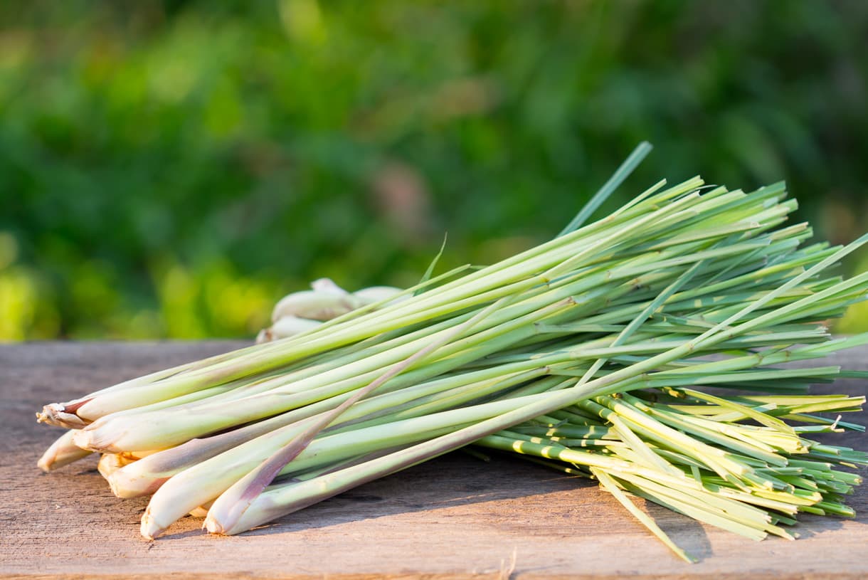 Différentes utilisations de la citronnelle en cuisine
