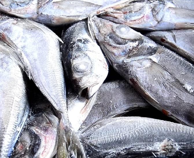 Comment conserver les poissons  frais 🦈🦈