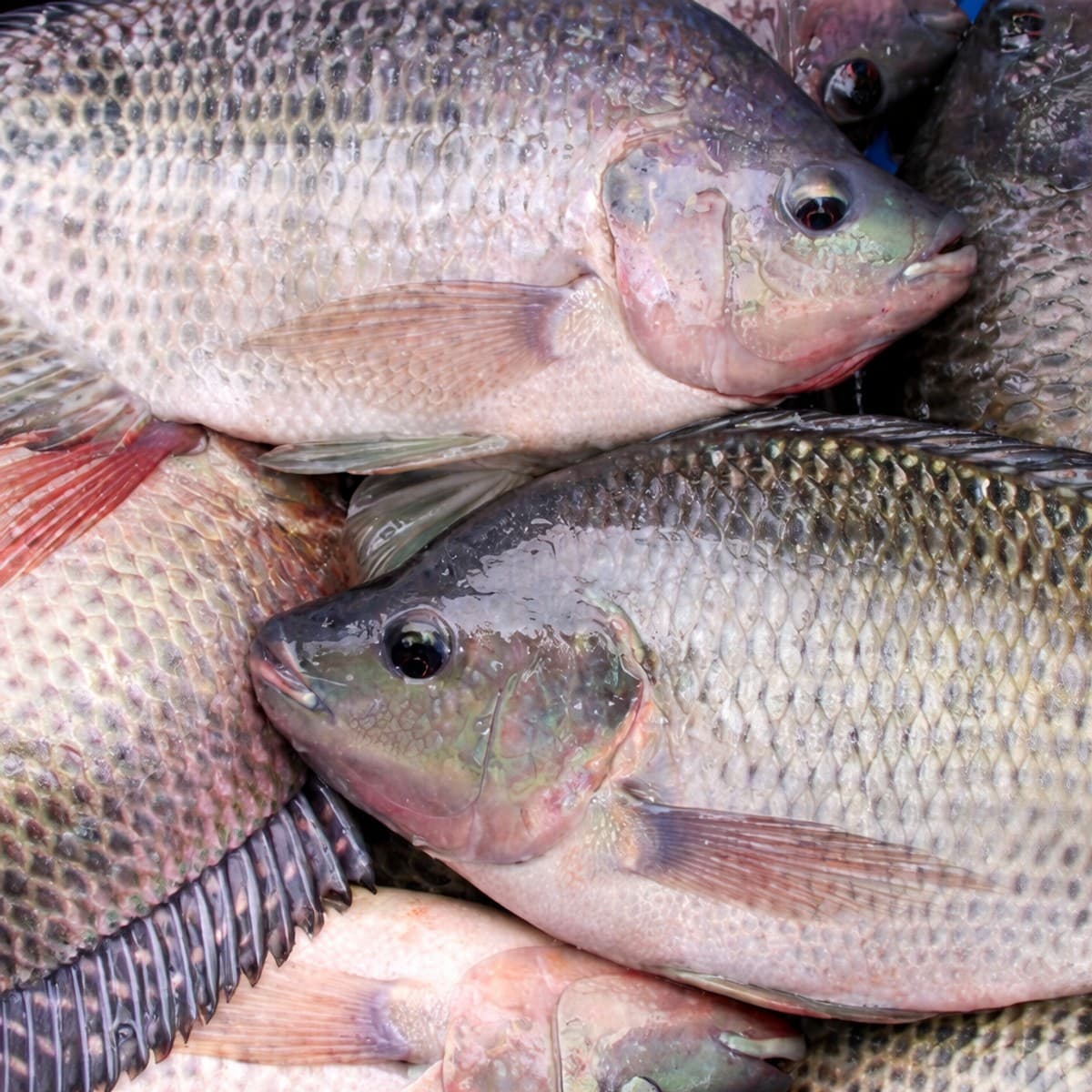 Comment connaissez-vous le poisson frais?