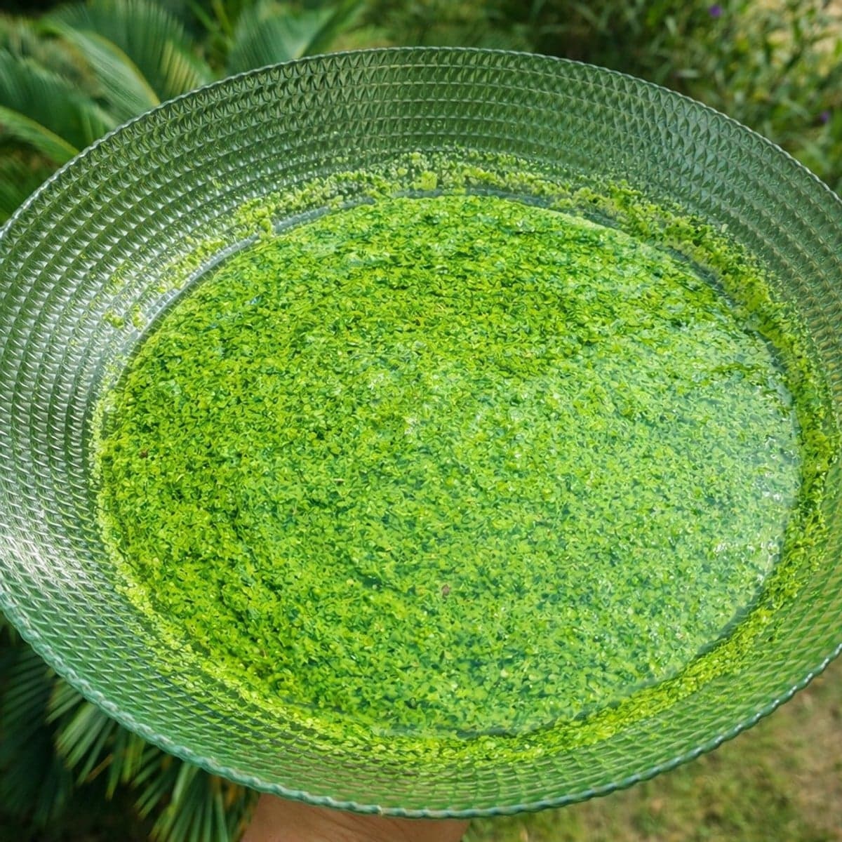 Marinade verte tout usage