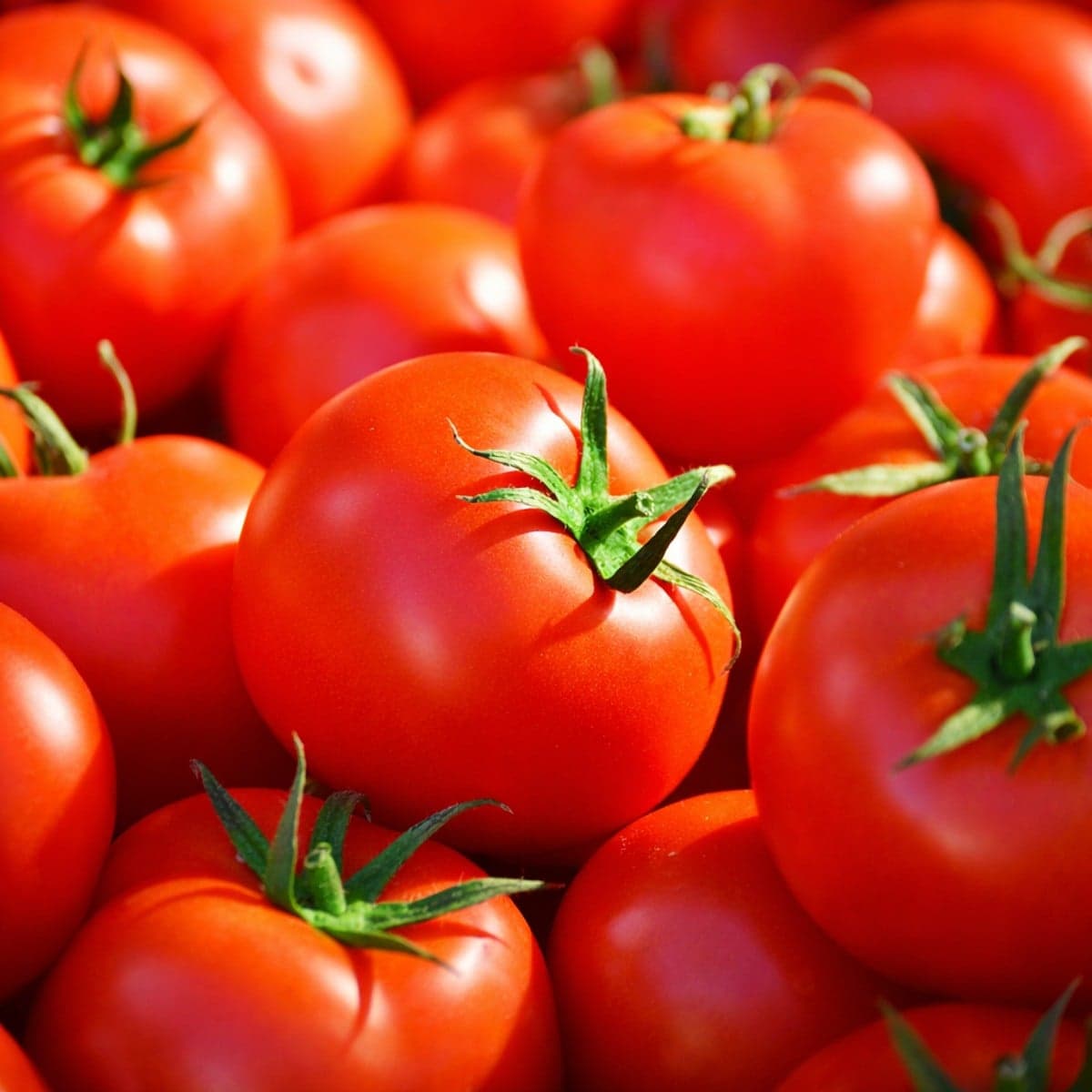Des astuces pour conserver le plus longtemps vos tomates