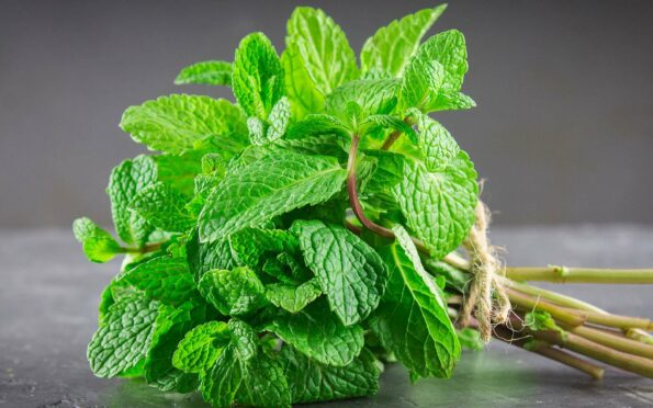 Comment nettoyer la menthe pour s’assurer que toute la saleté soit enlevée