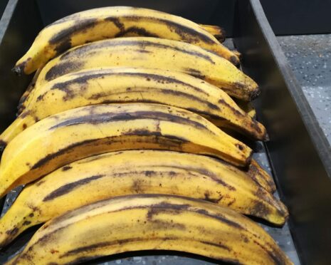 Banane plantain : la bonne astuce pour les conserver plus longtemps